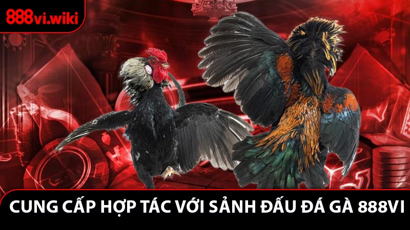Những nhà cung cấp hợp tác với sảnh đấu đá gà 888VI